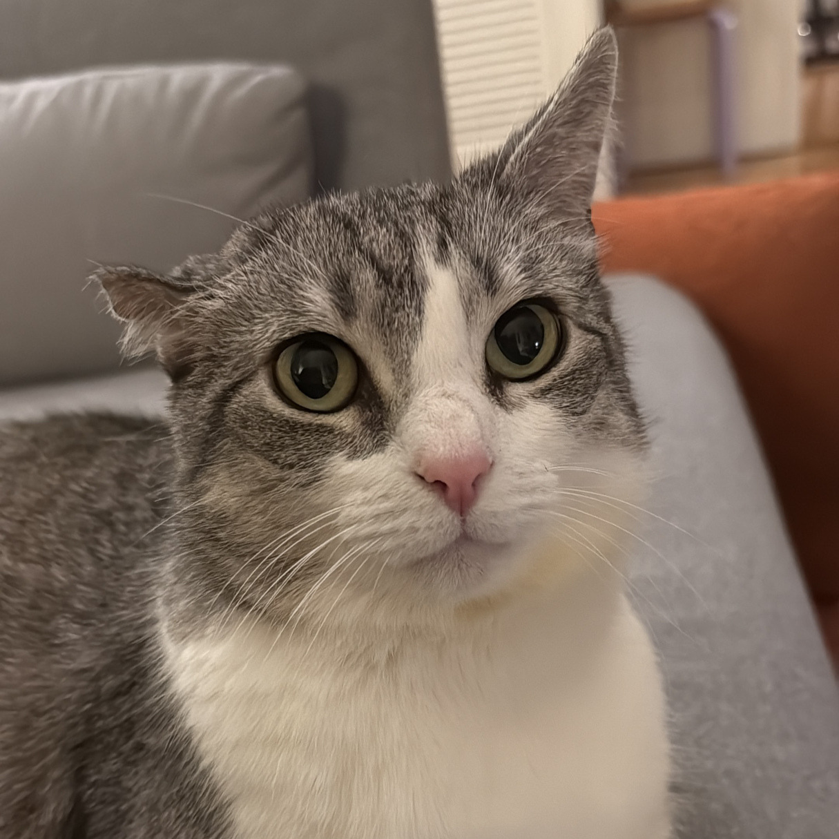 Pris, Chief Mouser Officer at Fruity